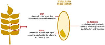 Frontiers | The Impact Of Cereal Grain Composition On The Health And ...